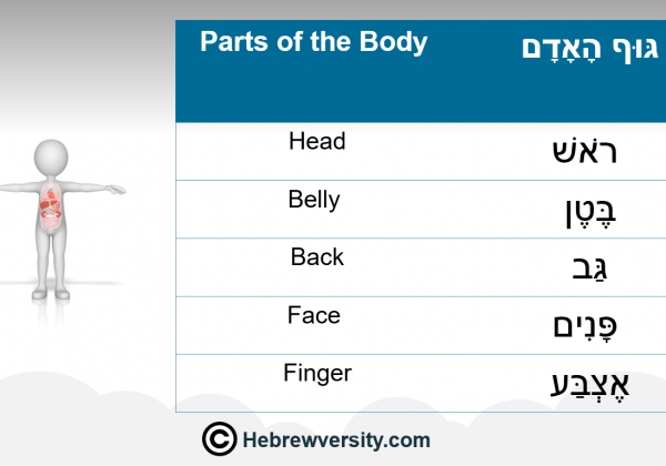 Parts of the Body
