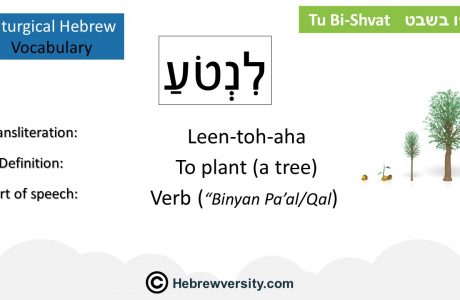 Tu Bi-Shvat Vocabulary