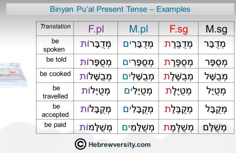 “Binyan Pu’al” Present Tense: Examples